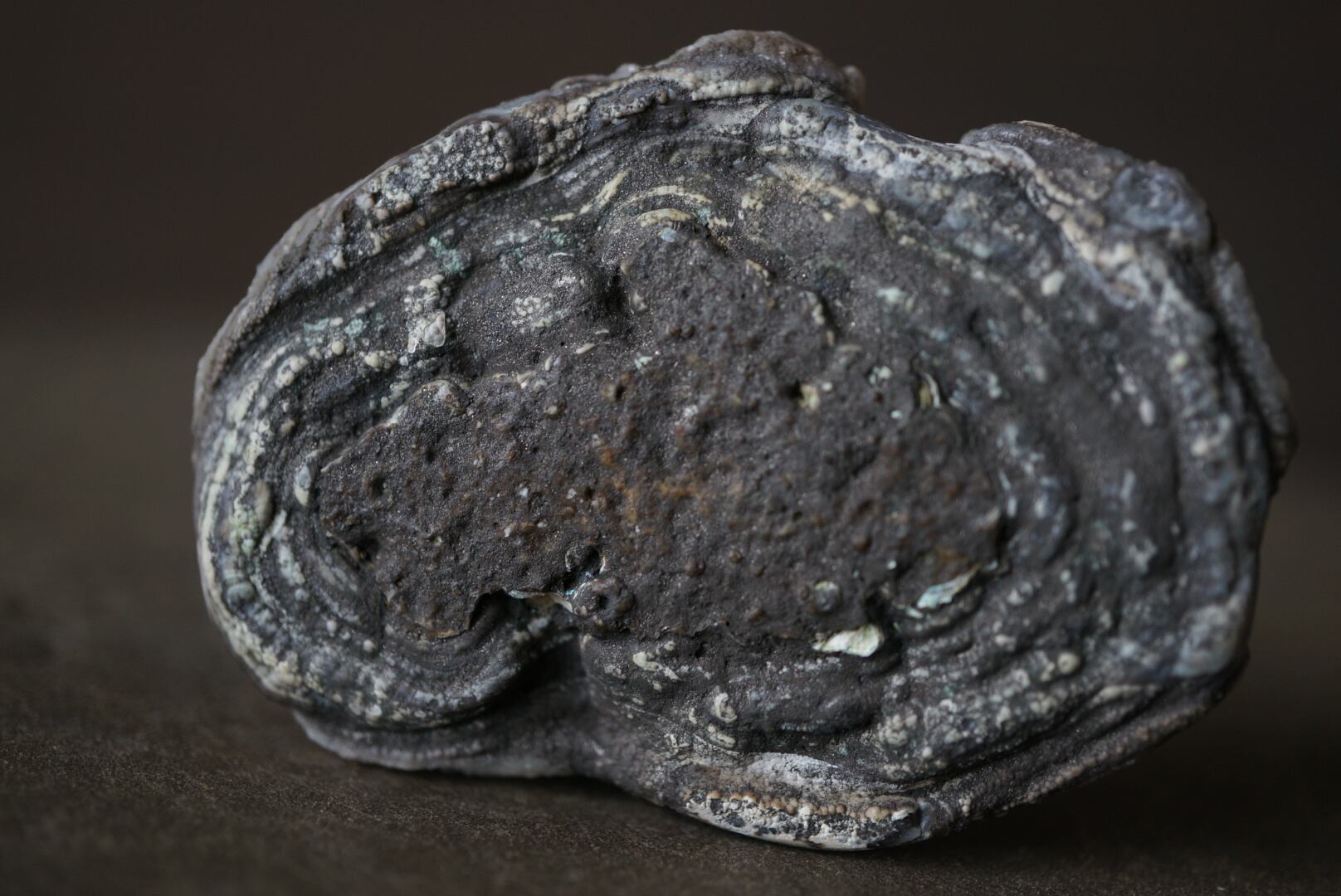 コンシャ・アゲート Concha Agate 1822 | 叙景 jokei
