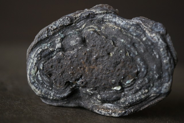 コンシャ・アゲート Concha Agate 1822