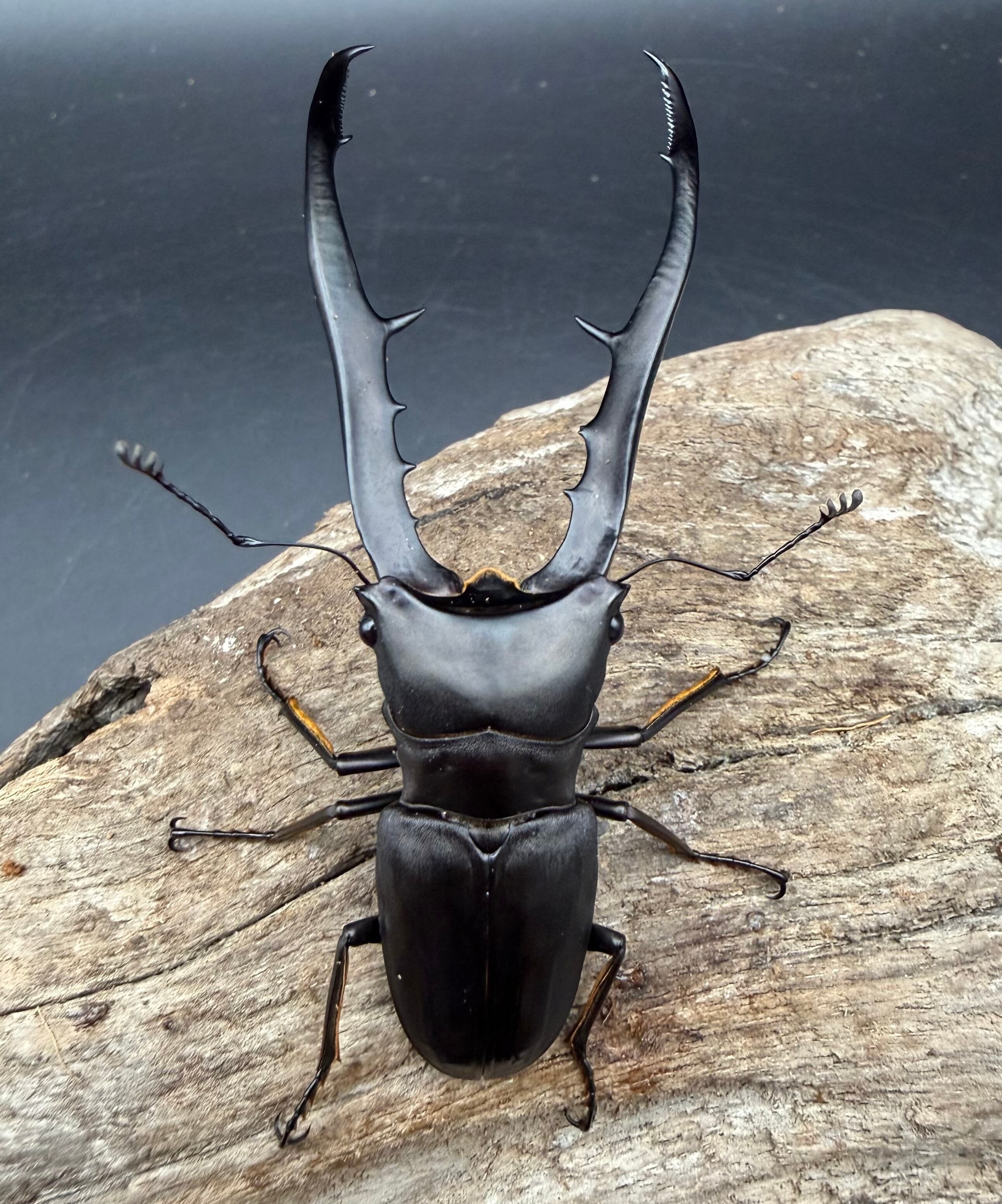 メタリフェルホソアカ亜種フィナエ ブラック系 80.5mm ペア