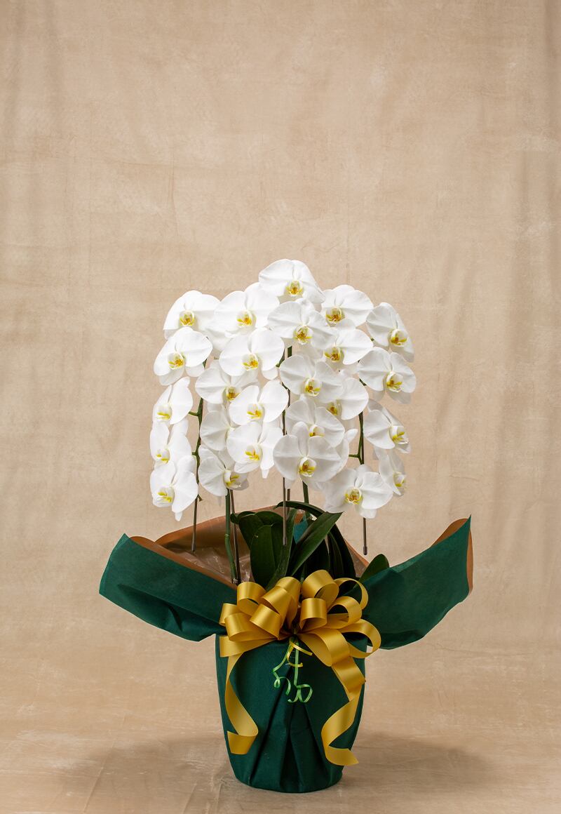 胡蝶蘭(27輪前後)3本立ち