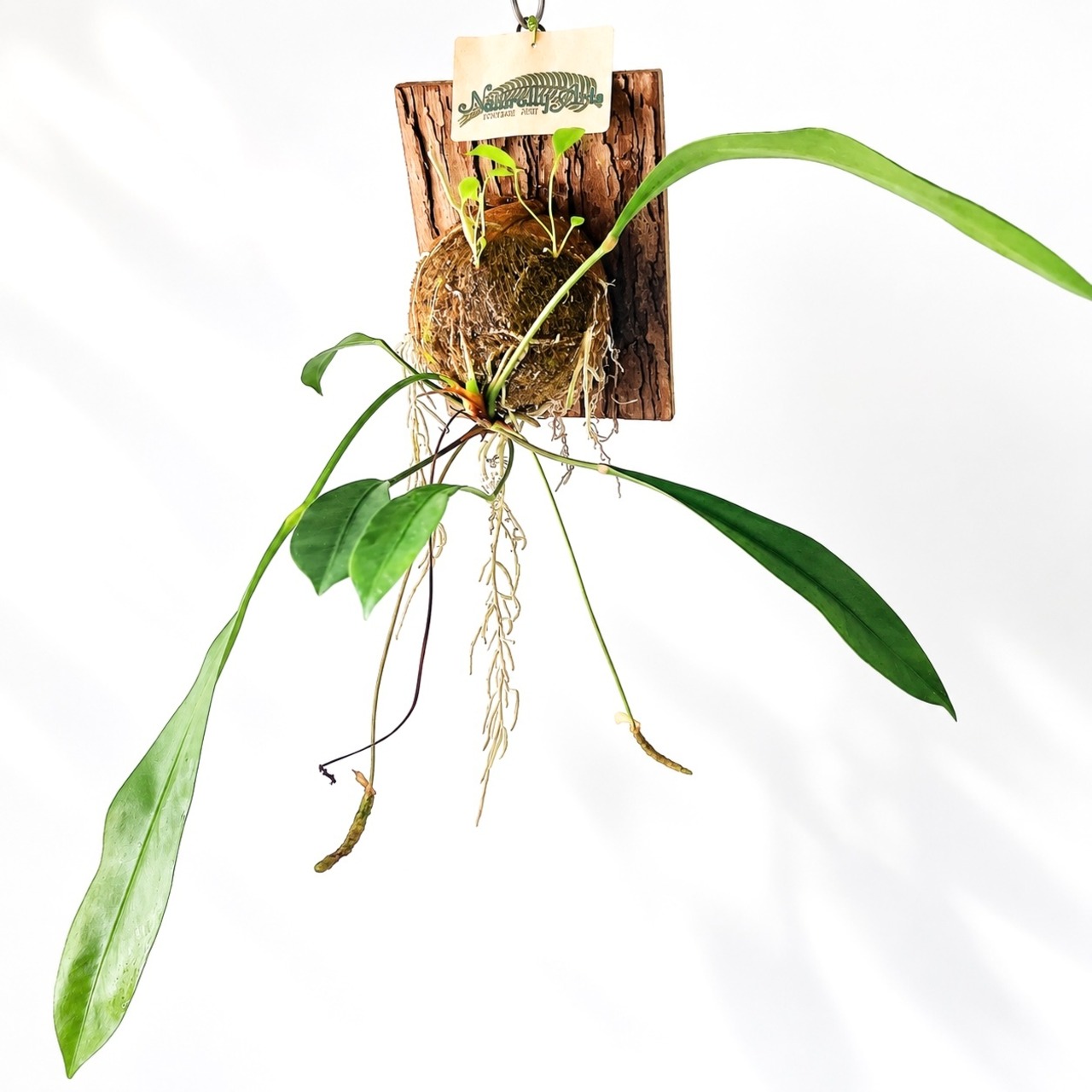 アンスリウム グラシレ 苔玉 板付 観葉植物 calm cafe