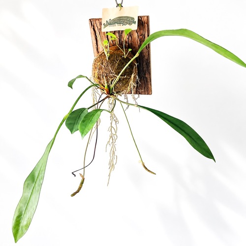 アンスリウム グラシレ 苔玉 板付 観葉植物 calm cafe