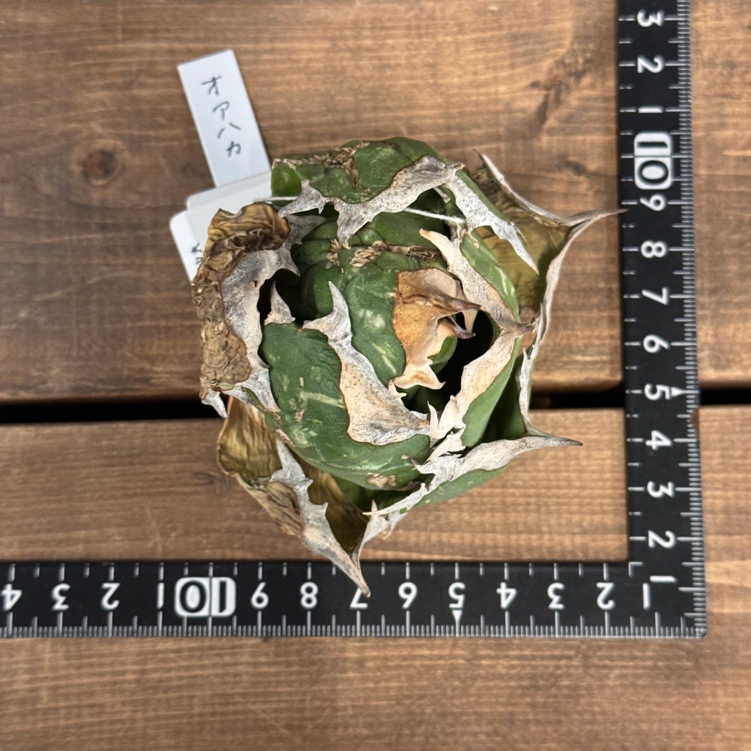 アガベ　オアハカ　20cm アガベ・ティタノータ オアハカ コンパクト | Botanical Archive
