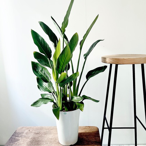 耐寒0度 ストレリチア レギネ ゴクラクチョウカ 花咲く観葉植物 calm cafe