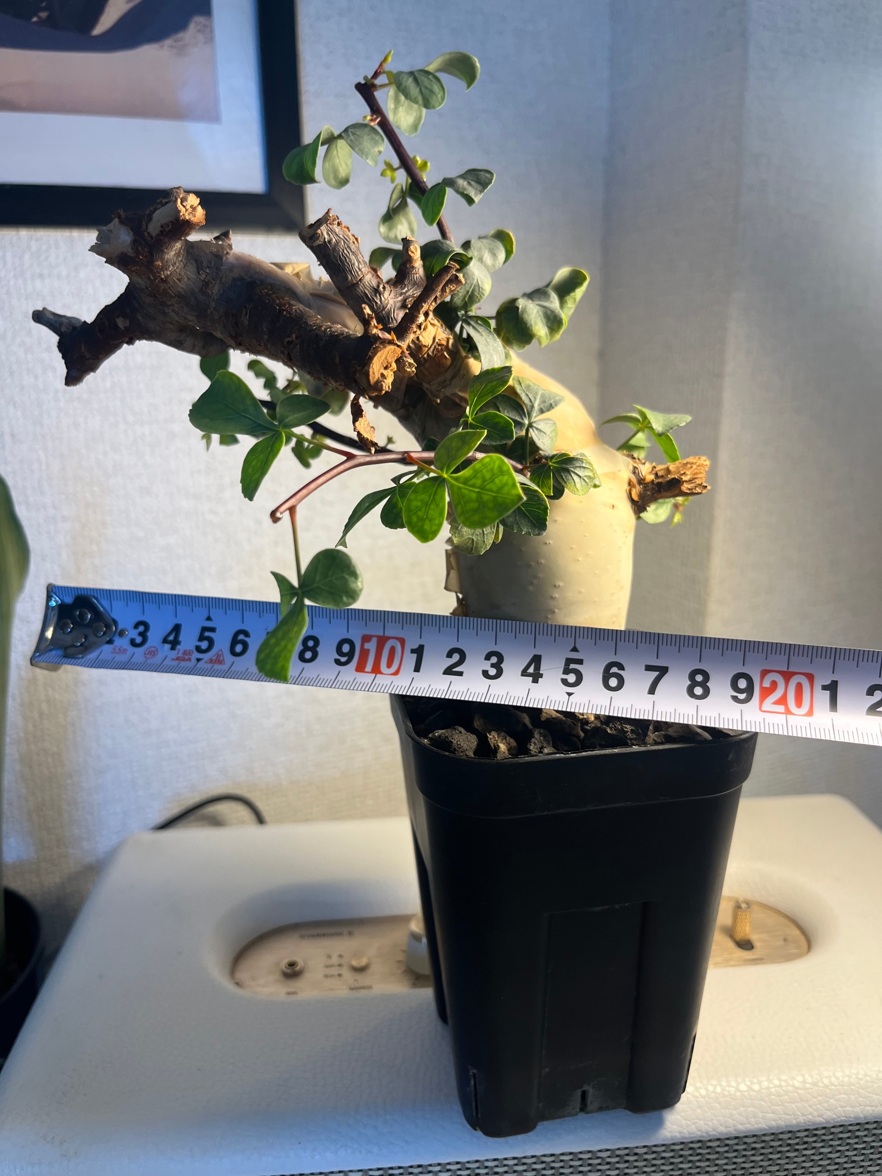 コミフォラ カタフ ピュアソマリア Commiphora グラキリス パキプス 発