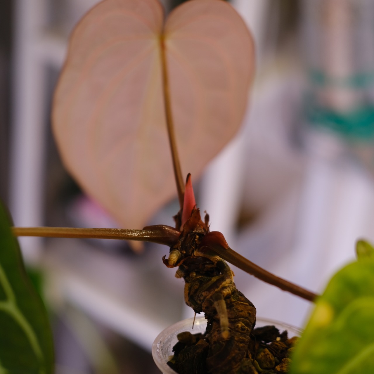 Anthurium Carlablackiae｜アンスリウム カーラブラッキー│観葉植物