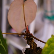 Anthurium Carlablackiae｜アンスリウム カーラブラッキー│観葉植物