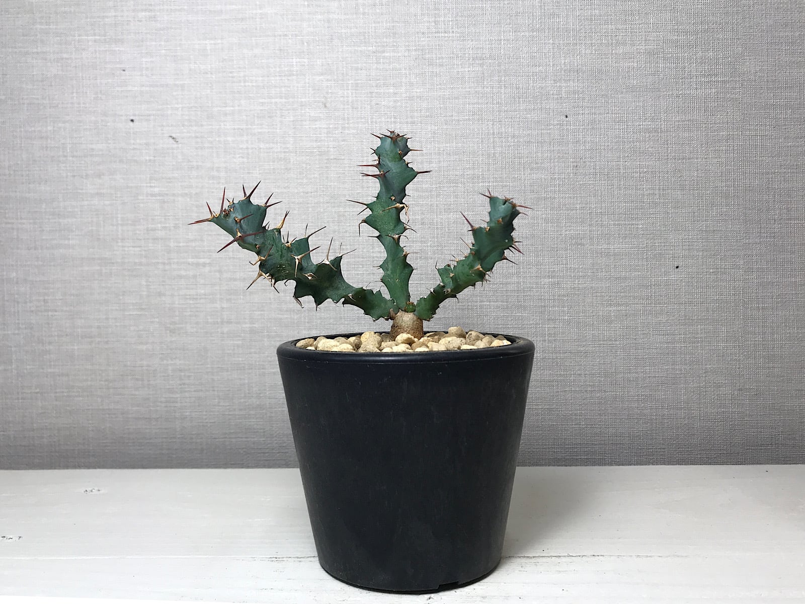 ユーフォルビア トルチラマ