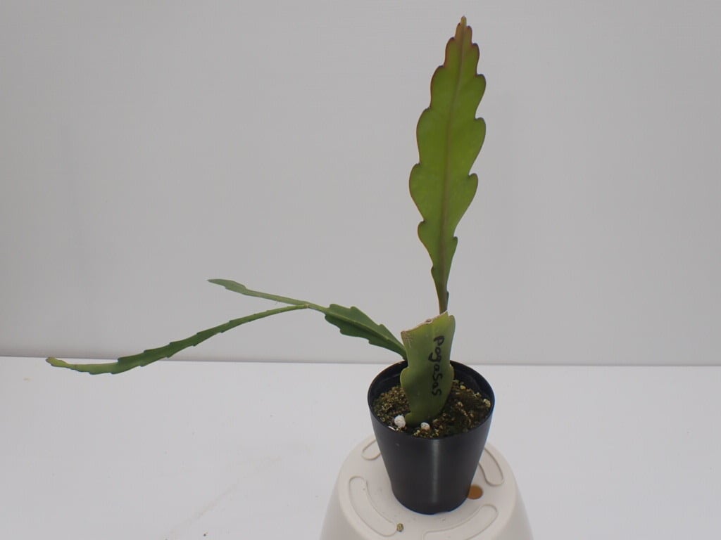 Epiphyllum hybrid 'Pegasus' 10.5cmPOT 3.5号鉢 Epiphyllum hybrid 'Pegasus' 10.5cmPOT 3.5号鉢