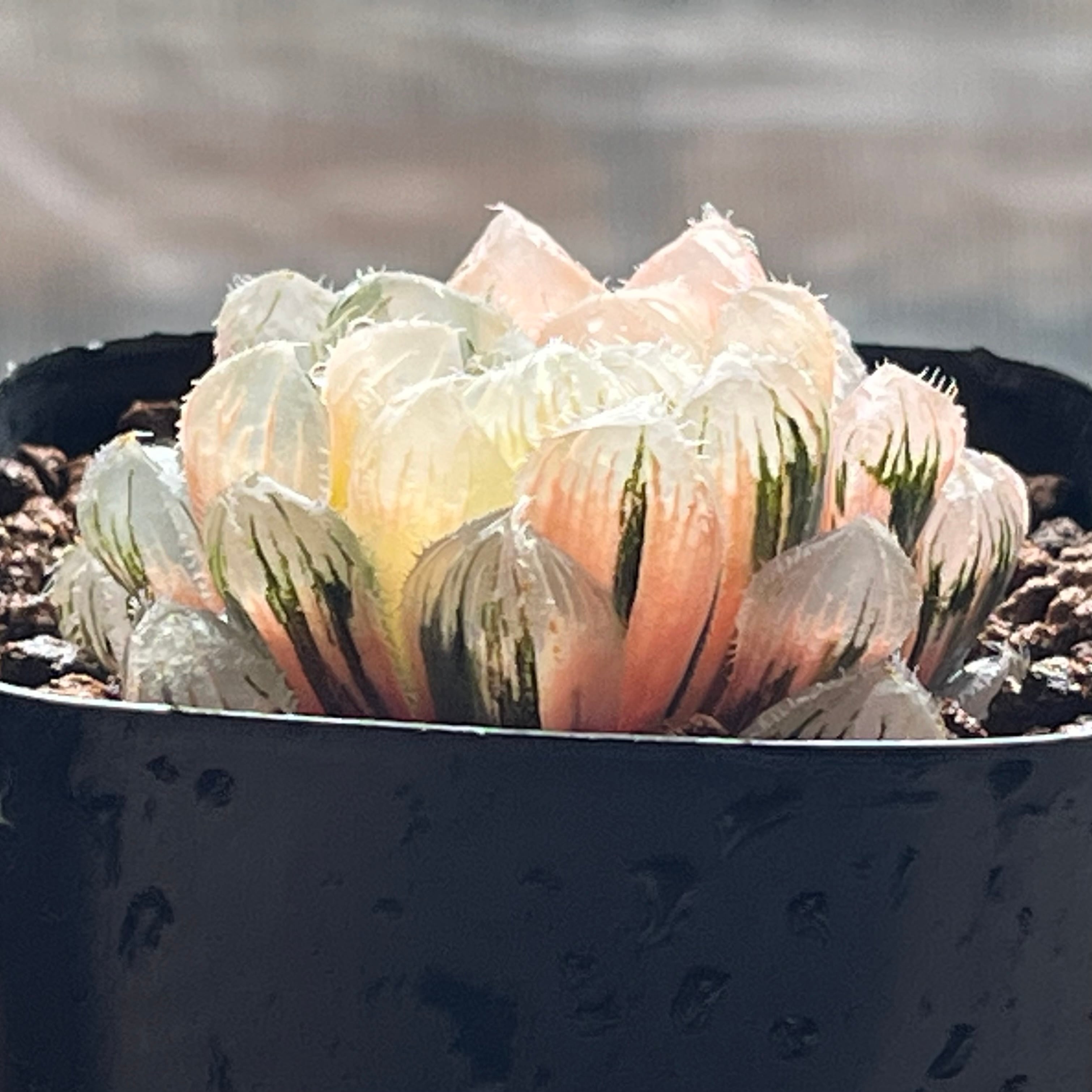 ハオルチア 玄氷錦×赤線レンズ錦 実生 | mocono_plants