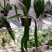 アンスリウム ビッタリフォリウム / Anthurium Vittarifolium④ / 観葉植物<育て方・花言葉>