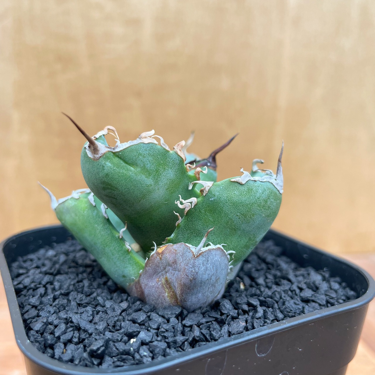 Agave titanota 【チタノタ・短葉ダルマ葉】