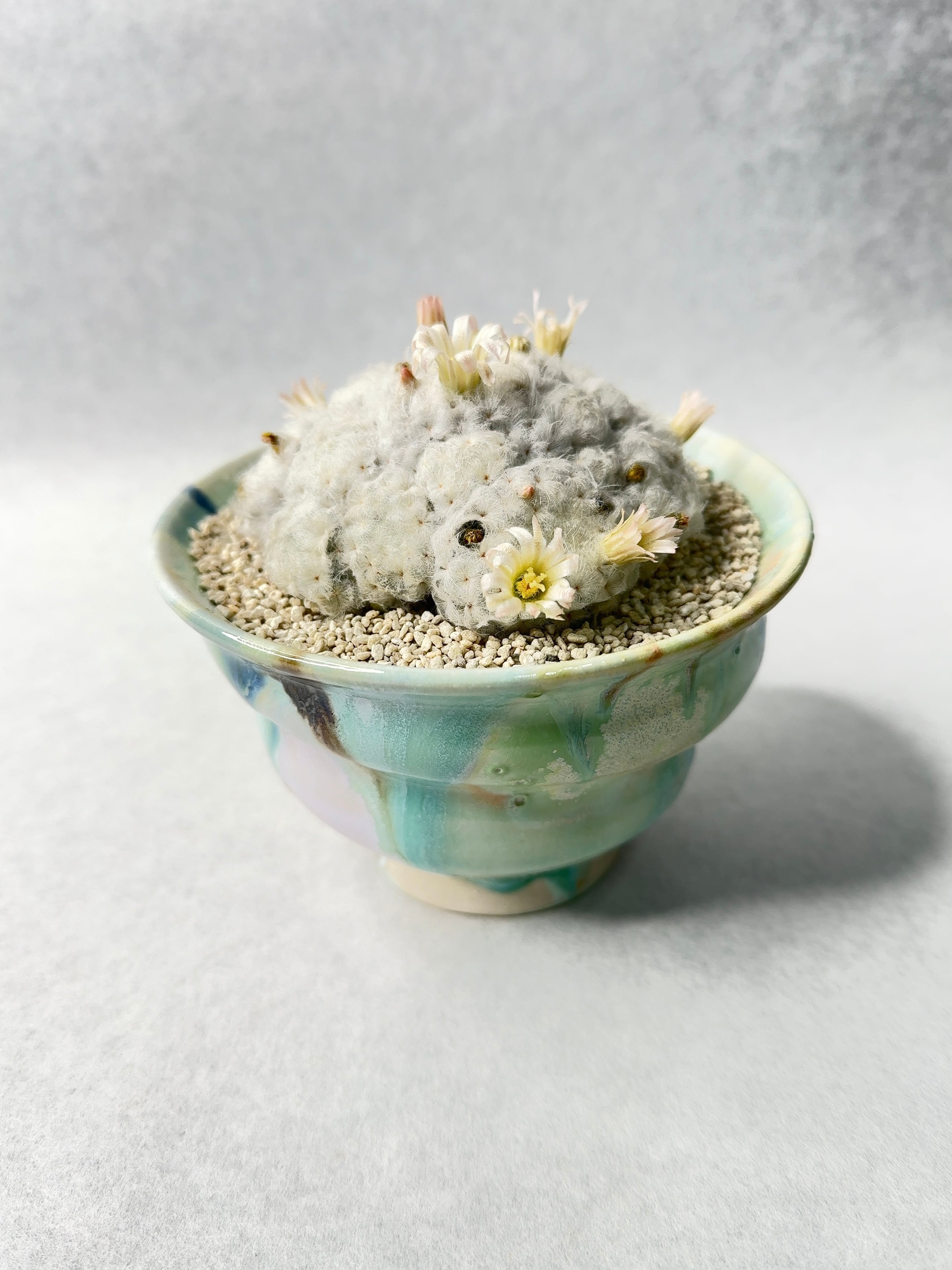 マミラリア・白星パンチパーマ