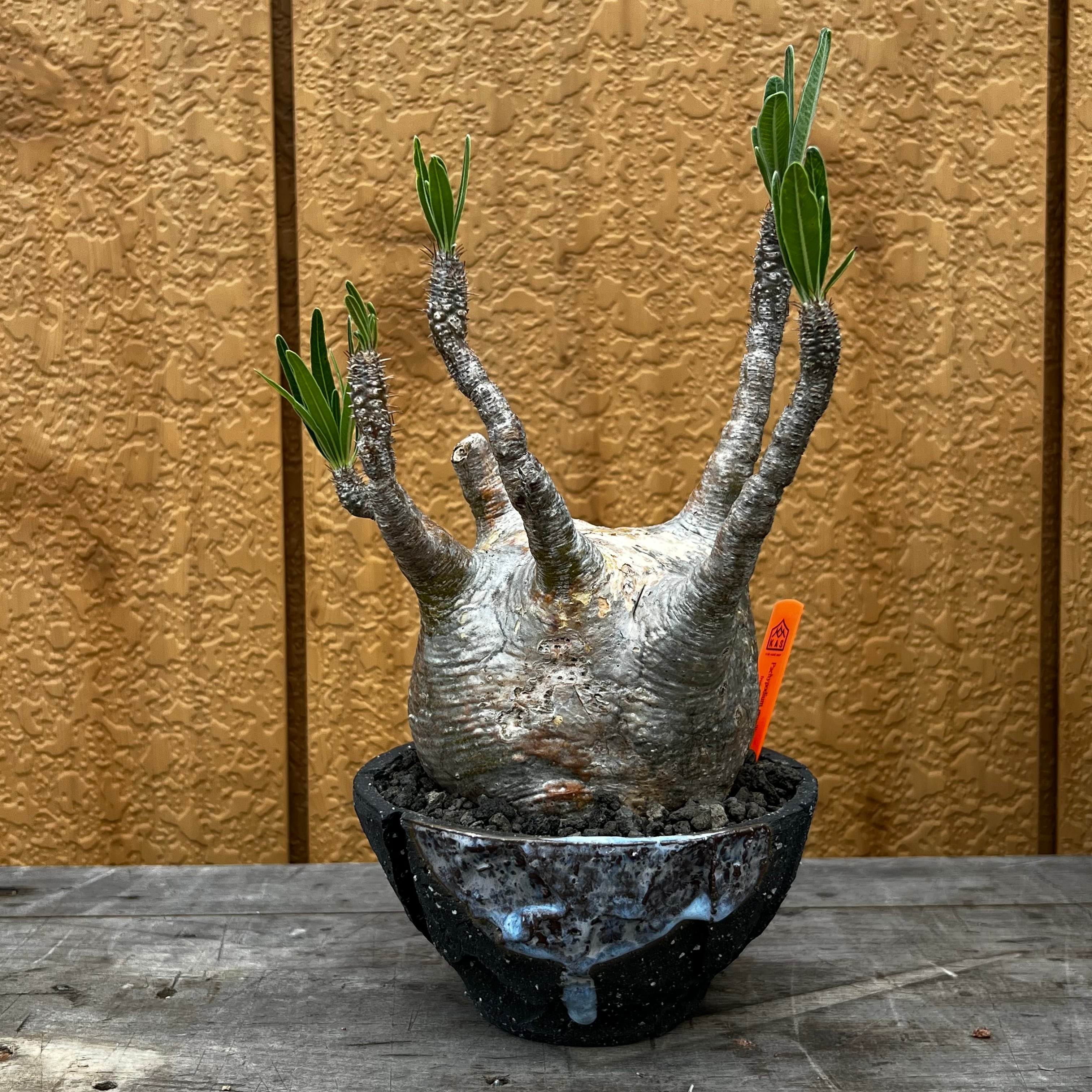 7/24までお値段！パキポディウムグラキリスleft botanical 寒々しく 