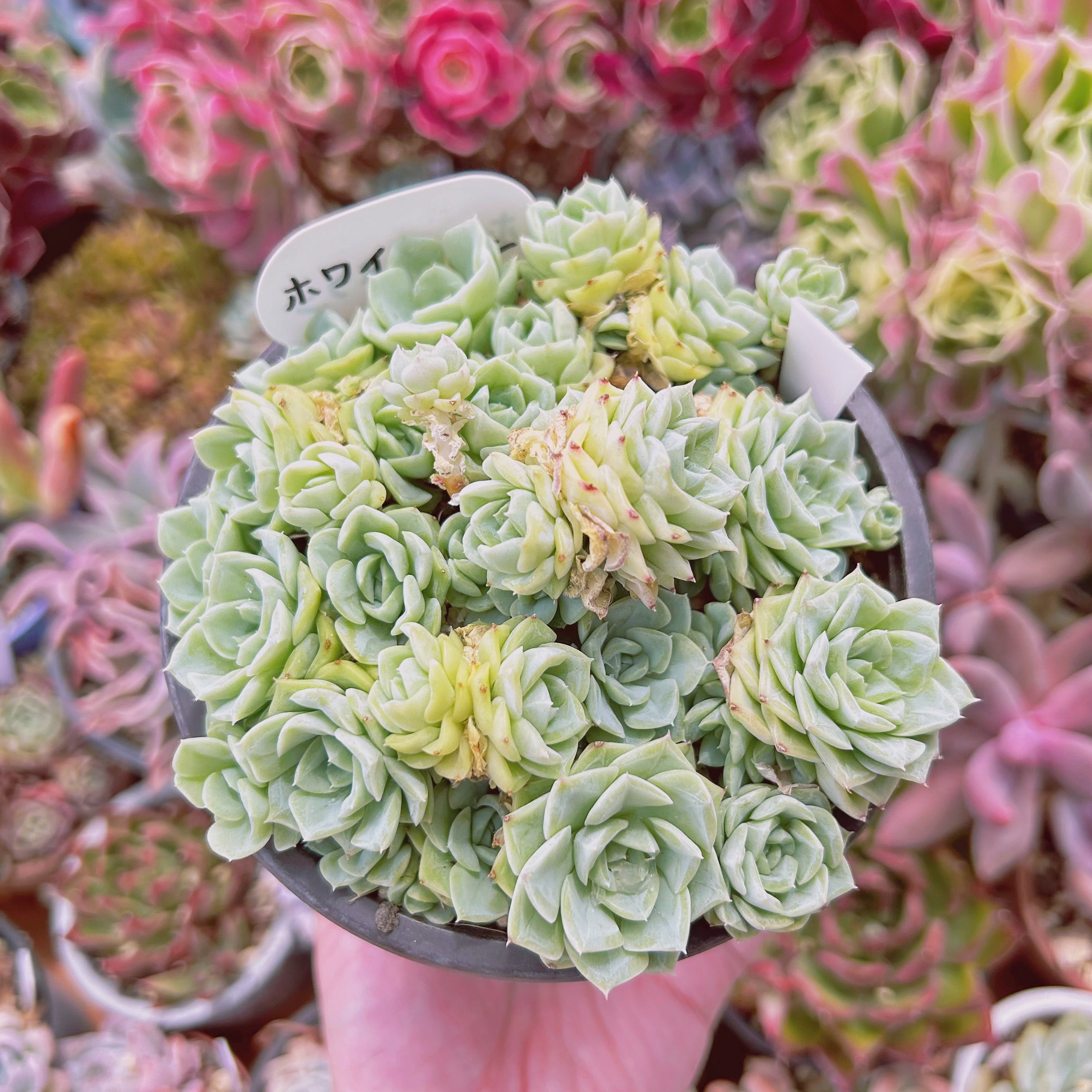1125現物 多肉植物 ホワイトスワン 特大 | るる農園~多肉植物専門