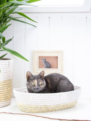 Cat Basket