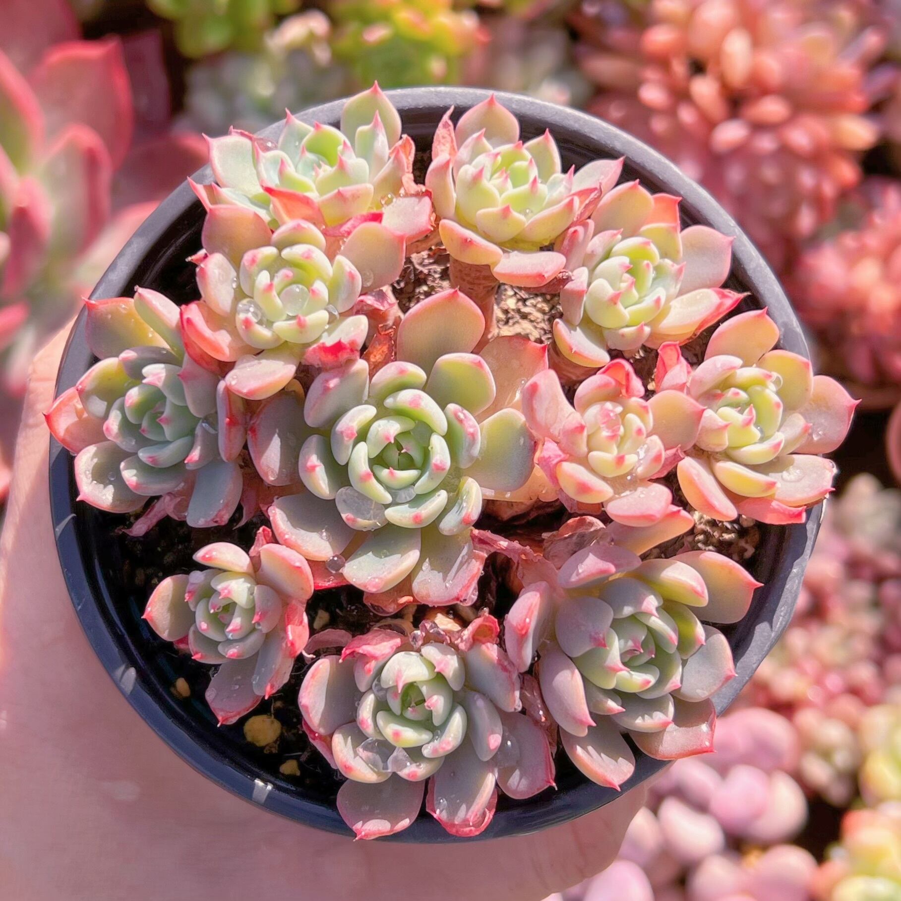 現品　七福美尼#623   古株   るる農園