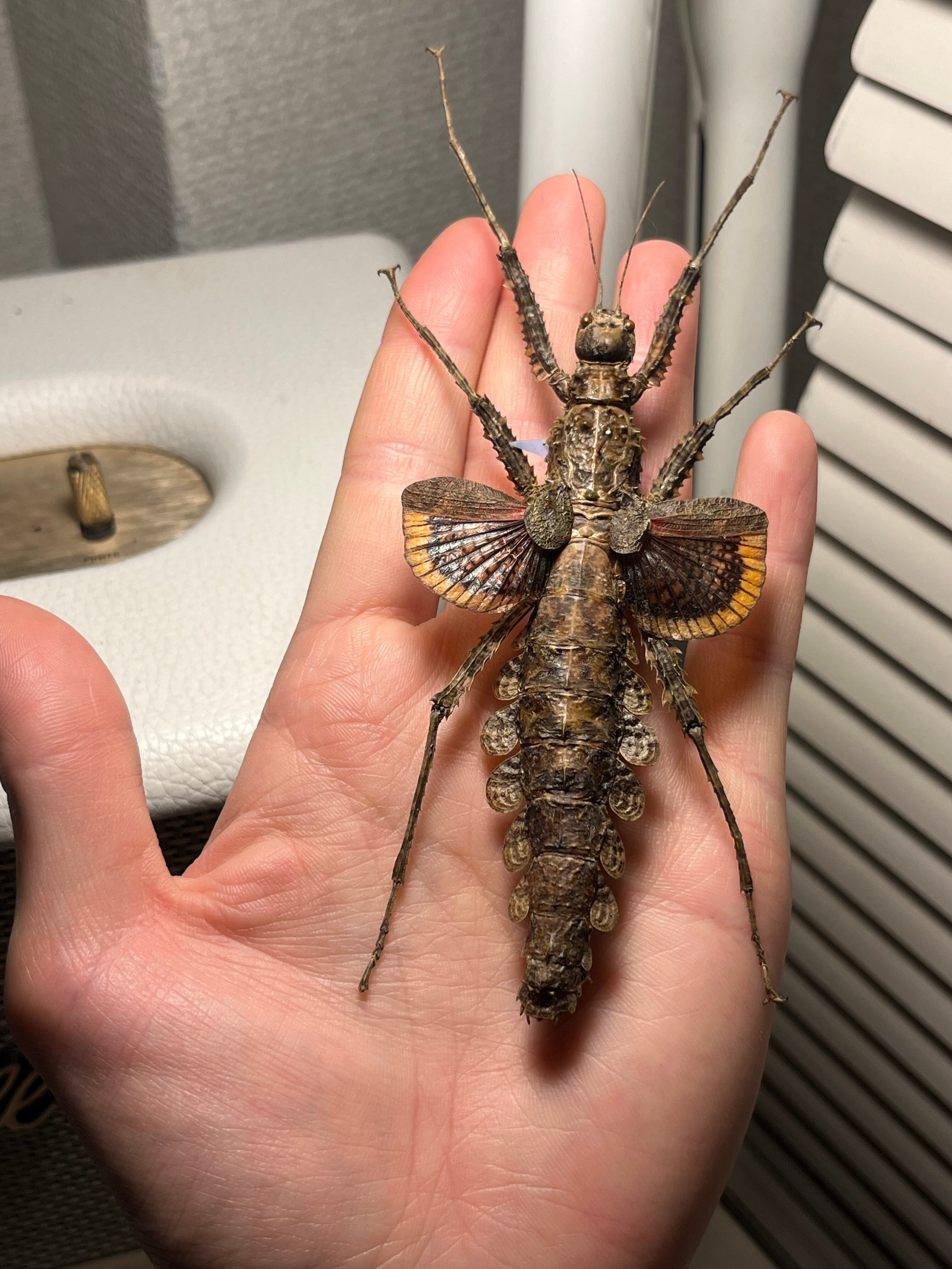 標本】Cotylosoma carlottaeナナフシ コノハムシ タランチュラカマキリ