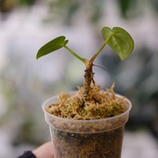 アンスリウム・レガレ / Anthurium Regale⑮│観葉植物