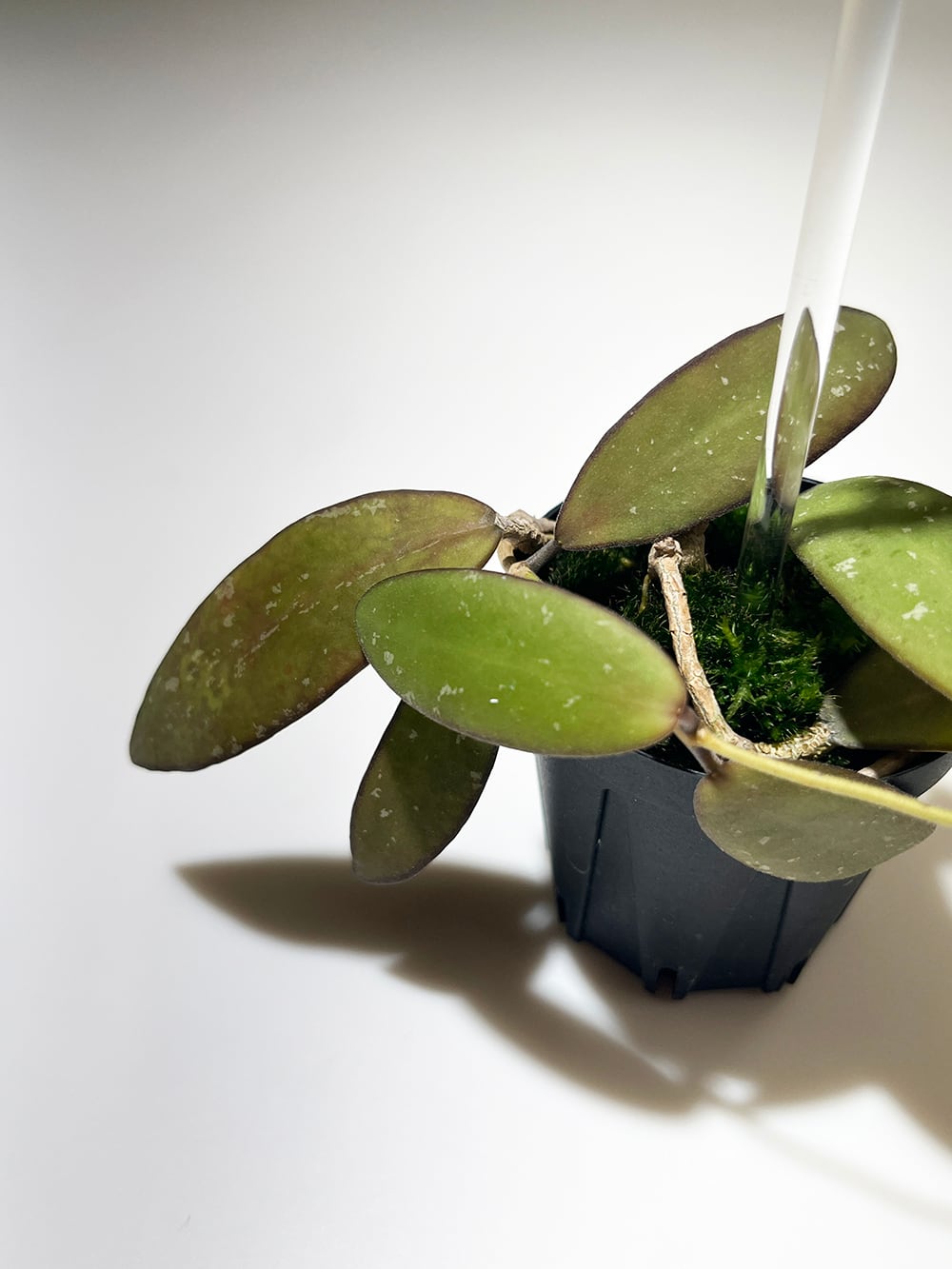 ホヤ epc960【Hoya sp. sabah epc960（dragonfly）】 | acore Inc.