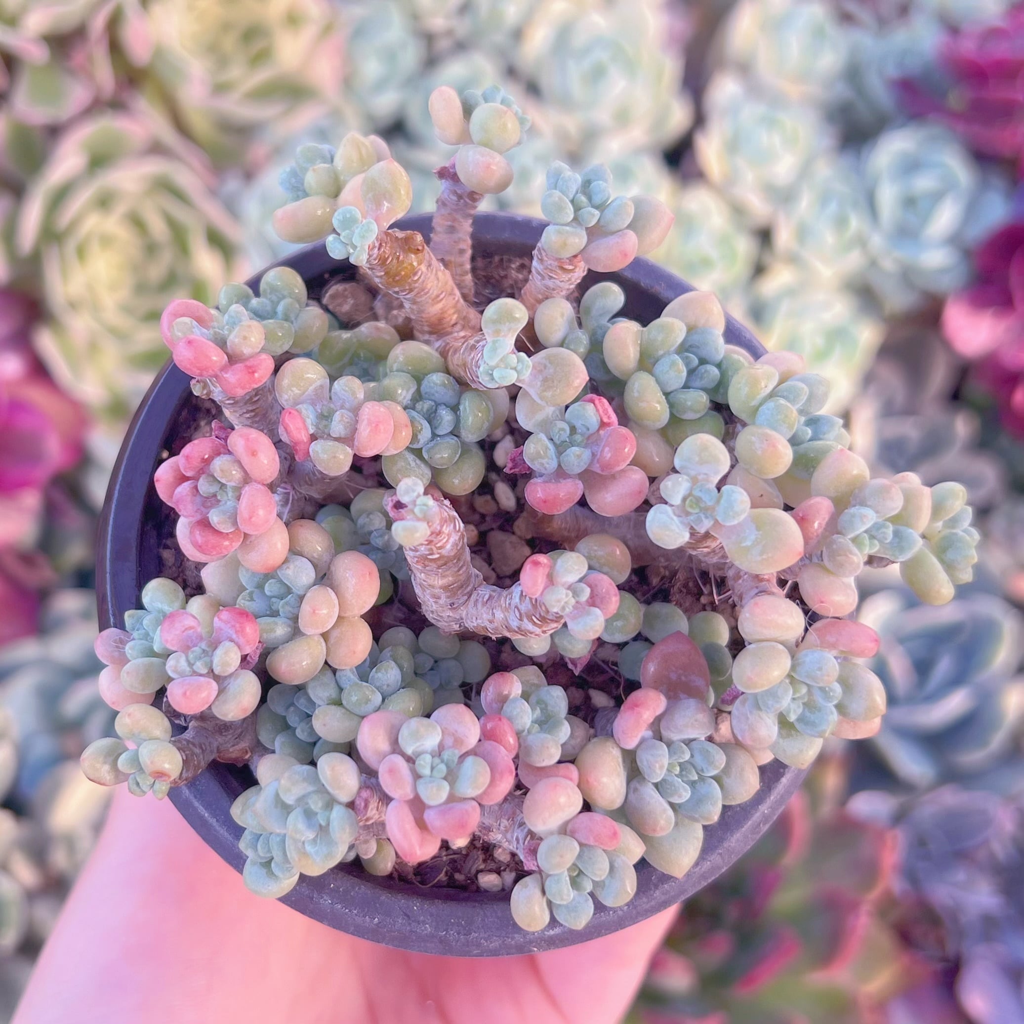 現品　ロココ#2185　るる農園