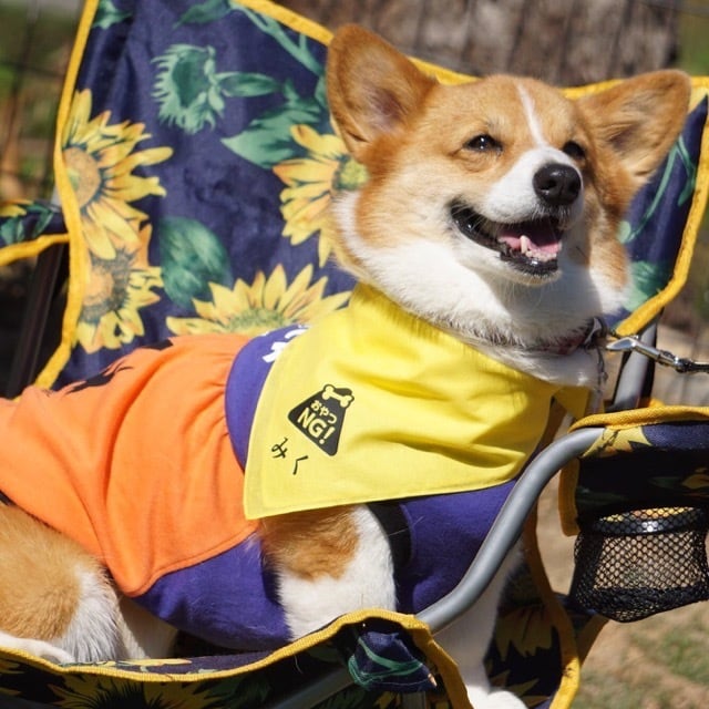 お名前バンダナ（イエロードッグプロジェクト） | OddEYE dogwear