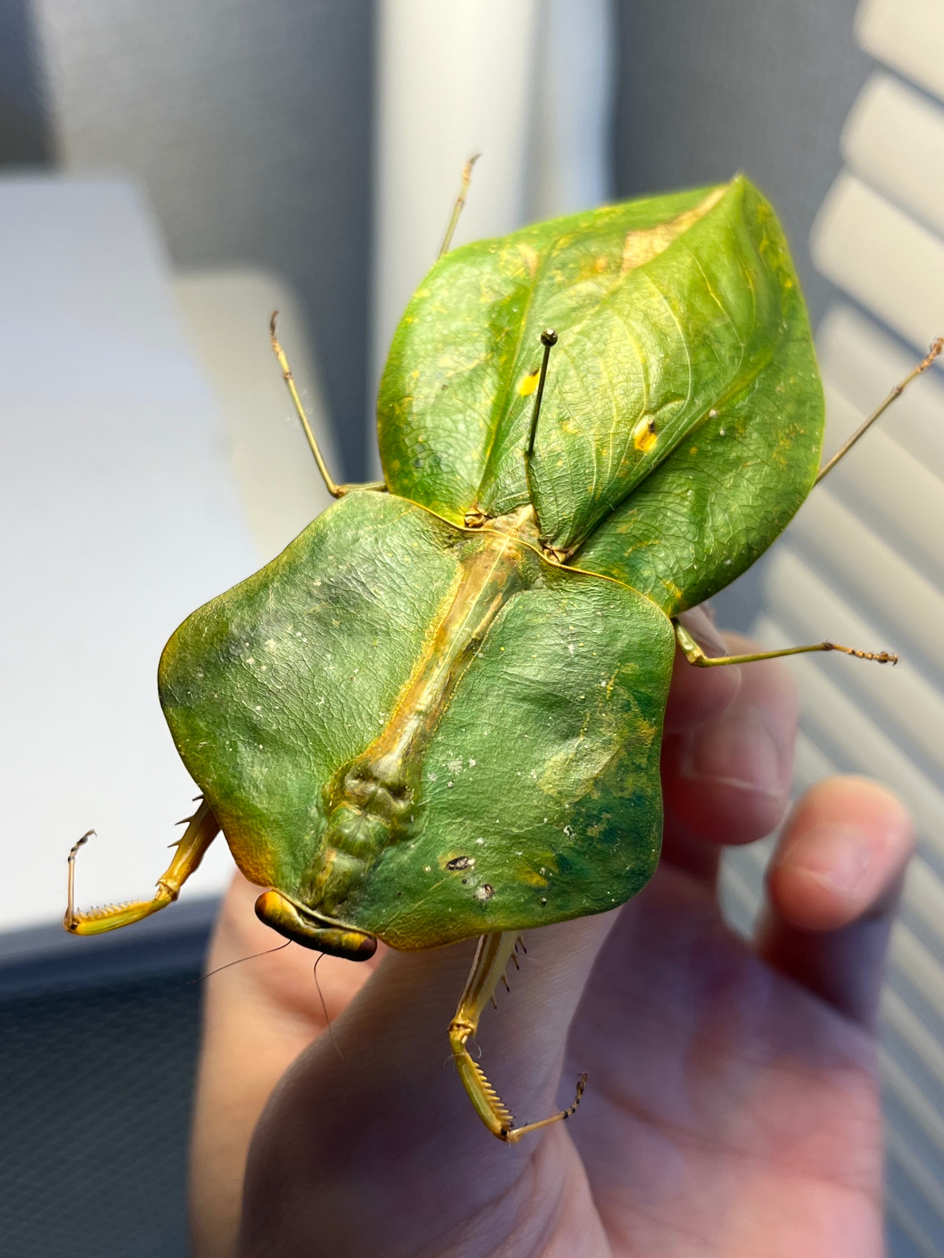 標本】ナンベイマルムネカマキリ Choeradodisキリギリスカマドウマ