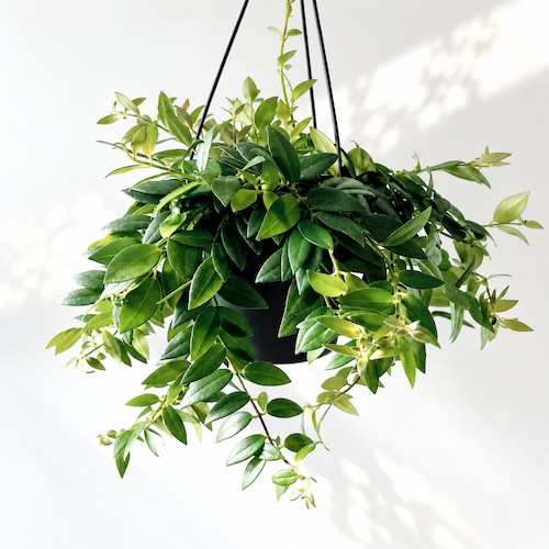 《初入荷》エスキナンサス カロインプルーブ 観葉植物 calm cafe
