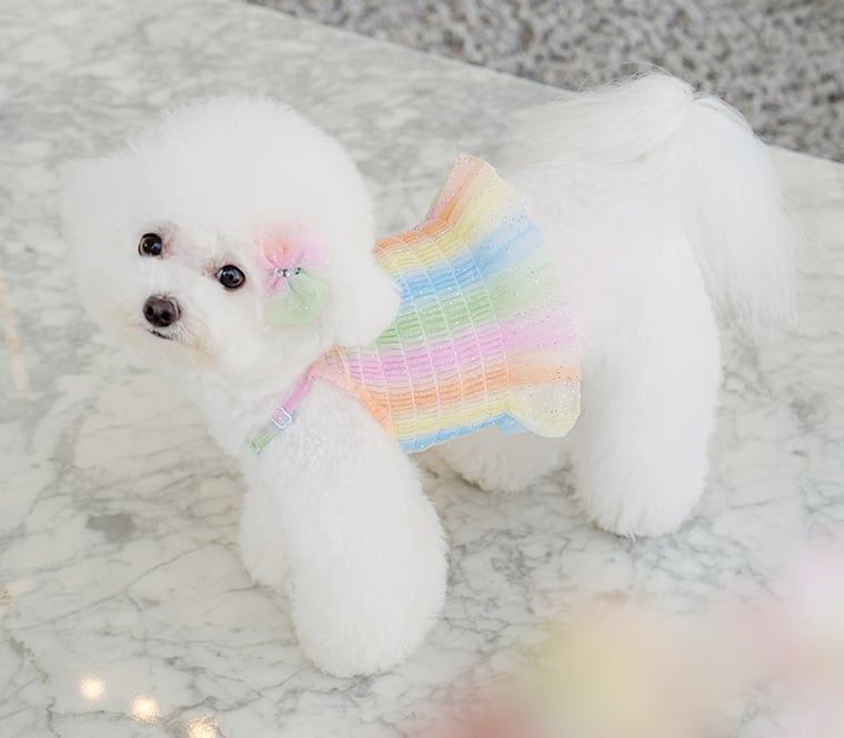 ハローパステル クロップドトップス S ~ XL  /  犬の服 犬服 新作 ショート丈 クロップド丈 涼しい 小型犬 中型犬 ペット洋服 ドッグウェア ペット用品