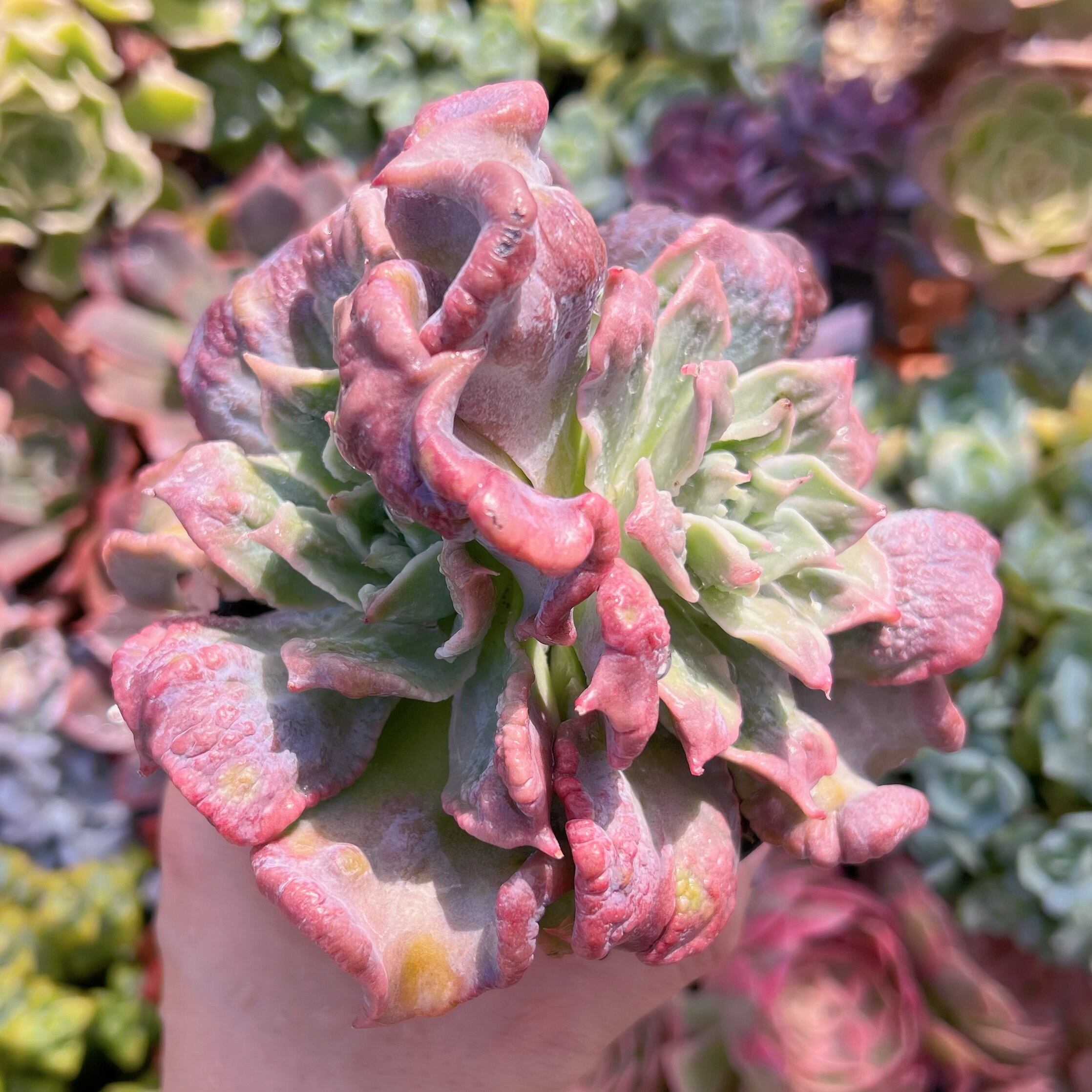 現物　コブマディバ群生#058　新入荷