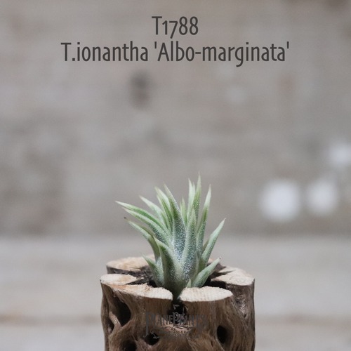 【送料無料】ionantha 'Albo-marginata'〔エアプランツ〕現品発送T1788