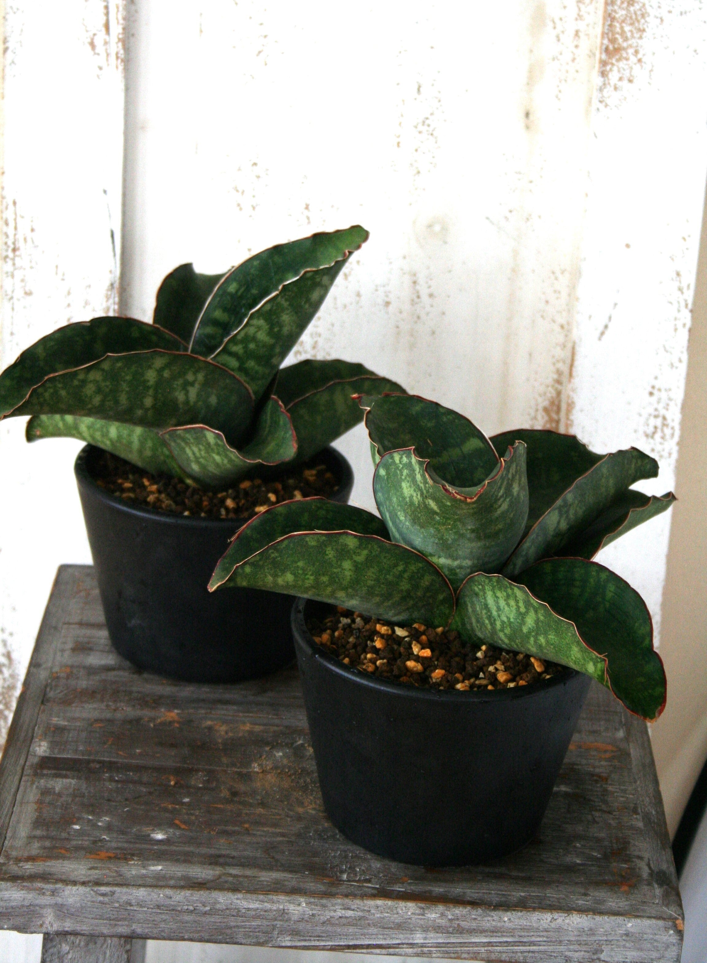 サンスベリア ドラゴンウィング 斑入り 子株 sansevieria Sansevieria