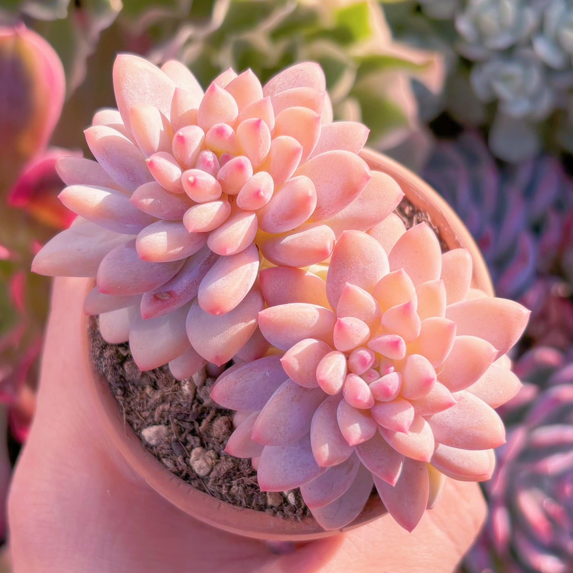 多肉植物　ストロベリークリーム　群生　新入荷　るる農園