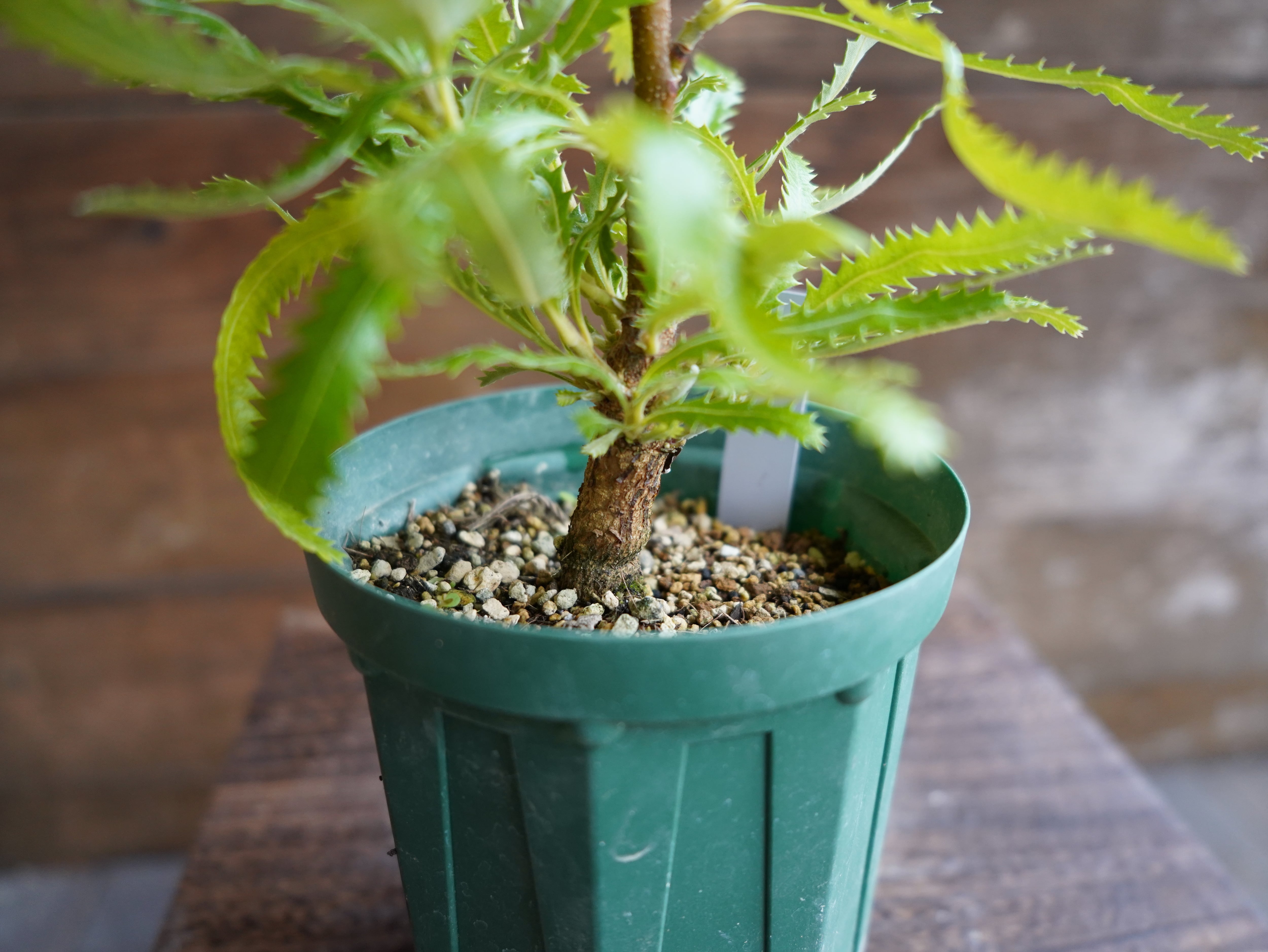 【現物】バンクシア　”セラータ”　A