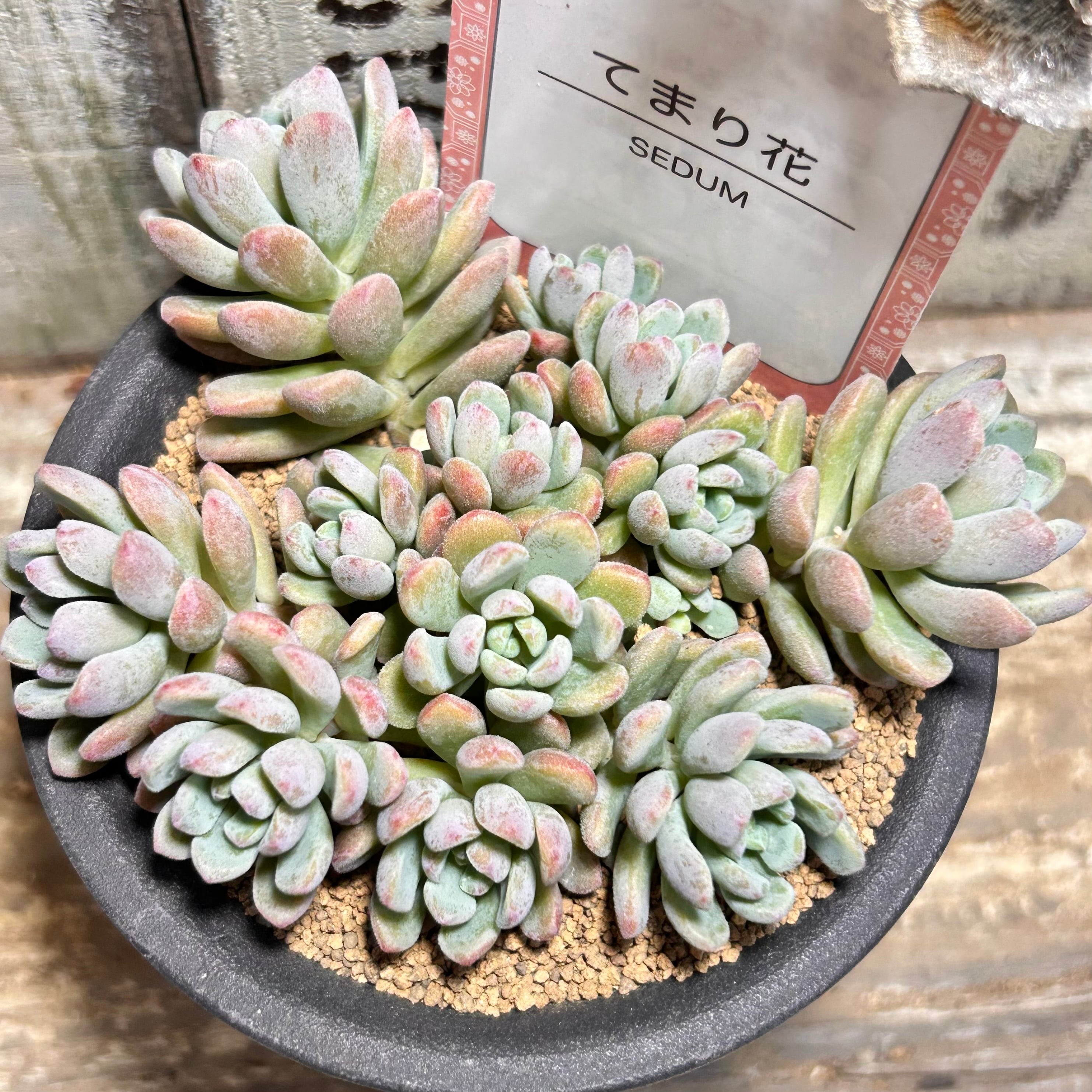 姫秀麗錦 限定1点 | RuPo 多肉植物専門店