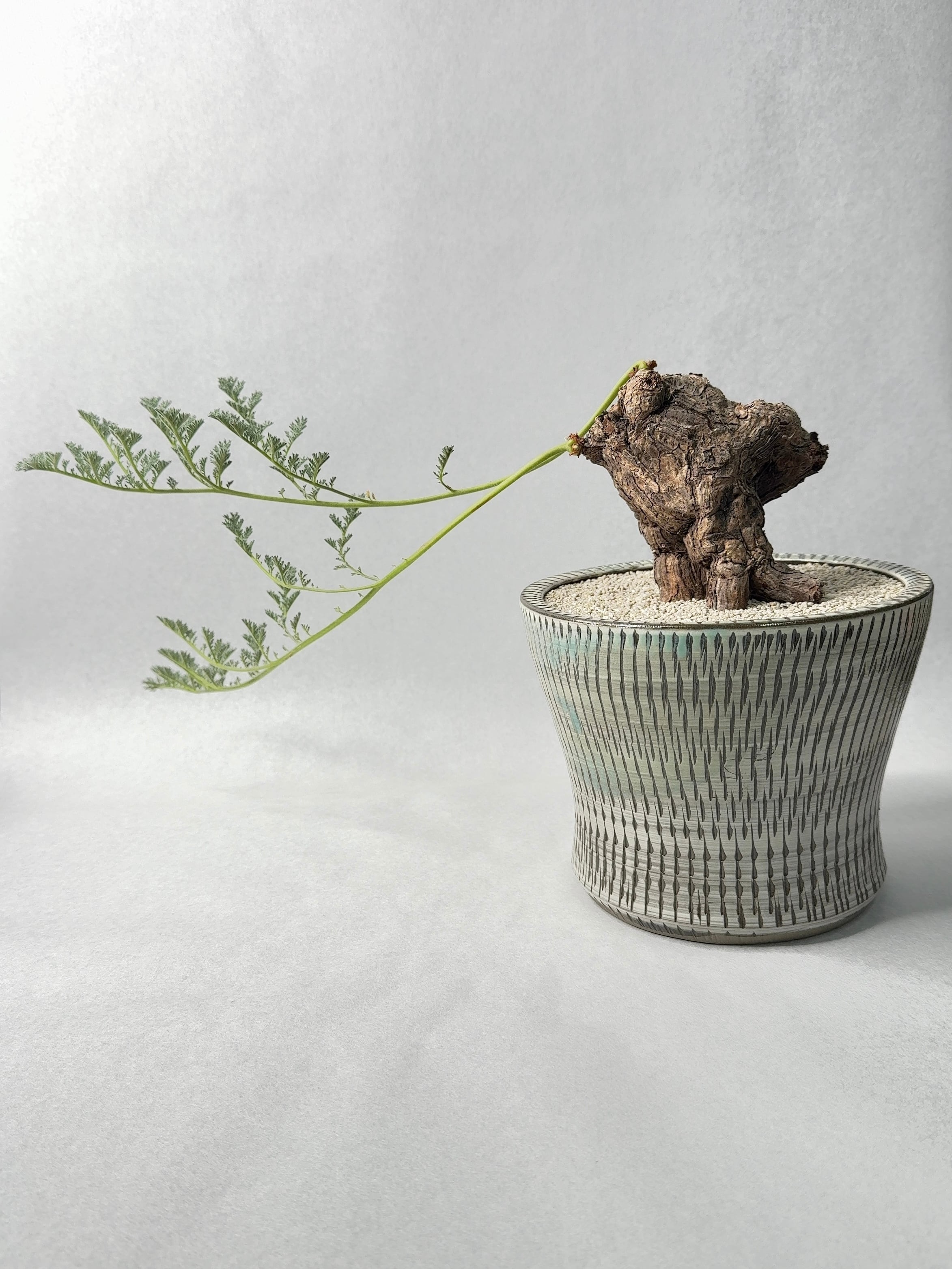 フォークイエリア・ファシクラータ | trigger