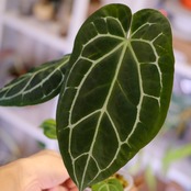 Anthurium chocolate × Anthurium Red crystallinum NSE｜アンスリウム ココレート × レッドクリスタリナム③｜観葉植物