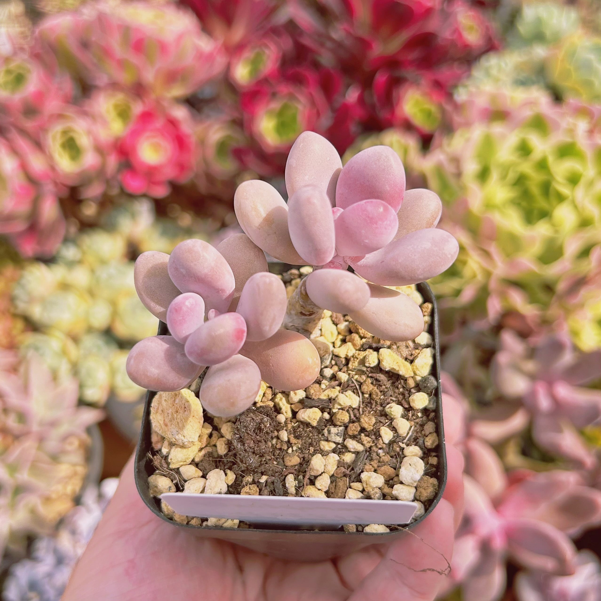 現物 多肉植物 アメジスチヌム 抜き苗 | るる農園~多肉植物専門