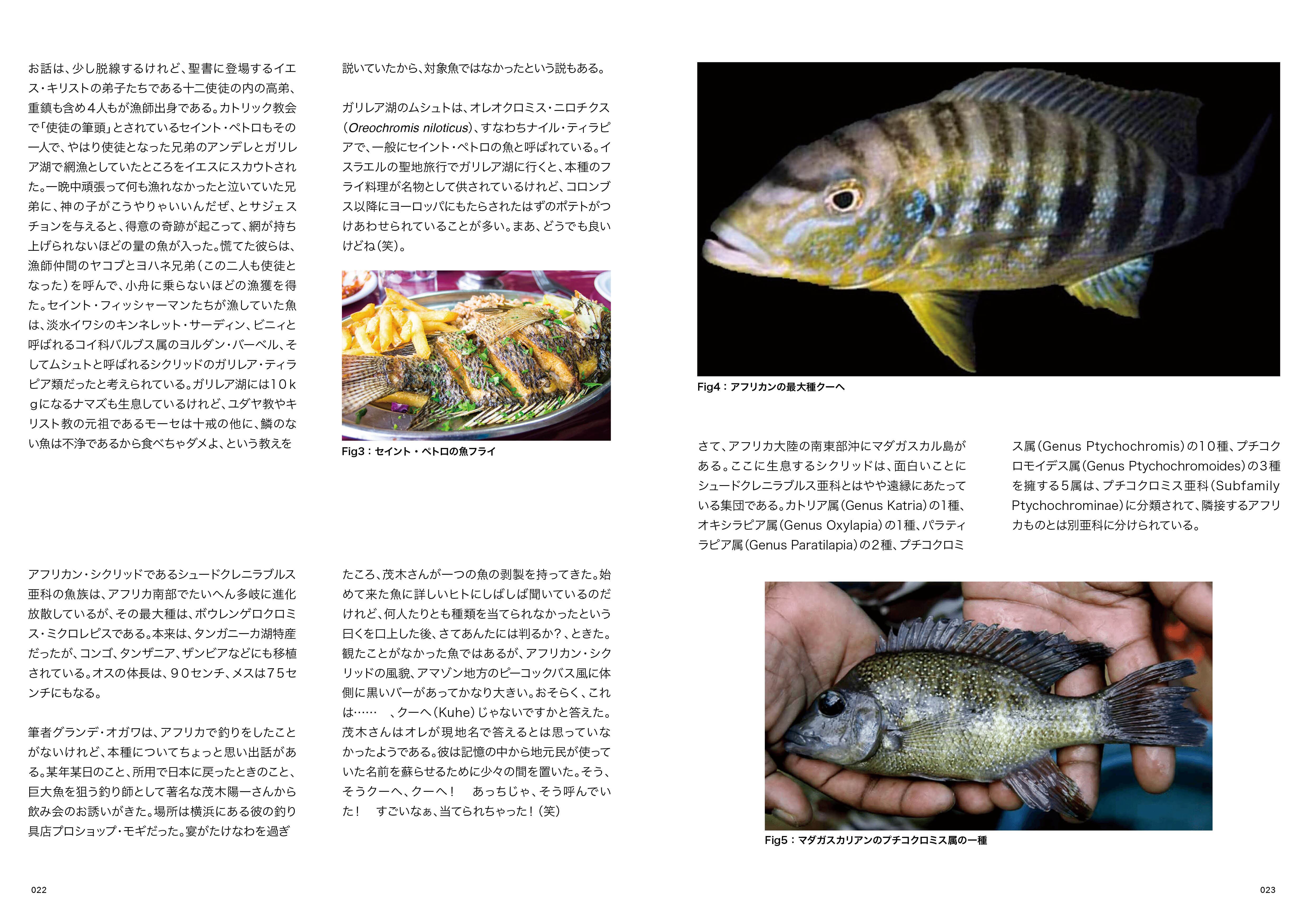 クーへ シクリッド ワイルド Hospitalphiladelfia Com Br