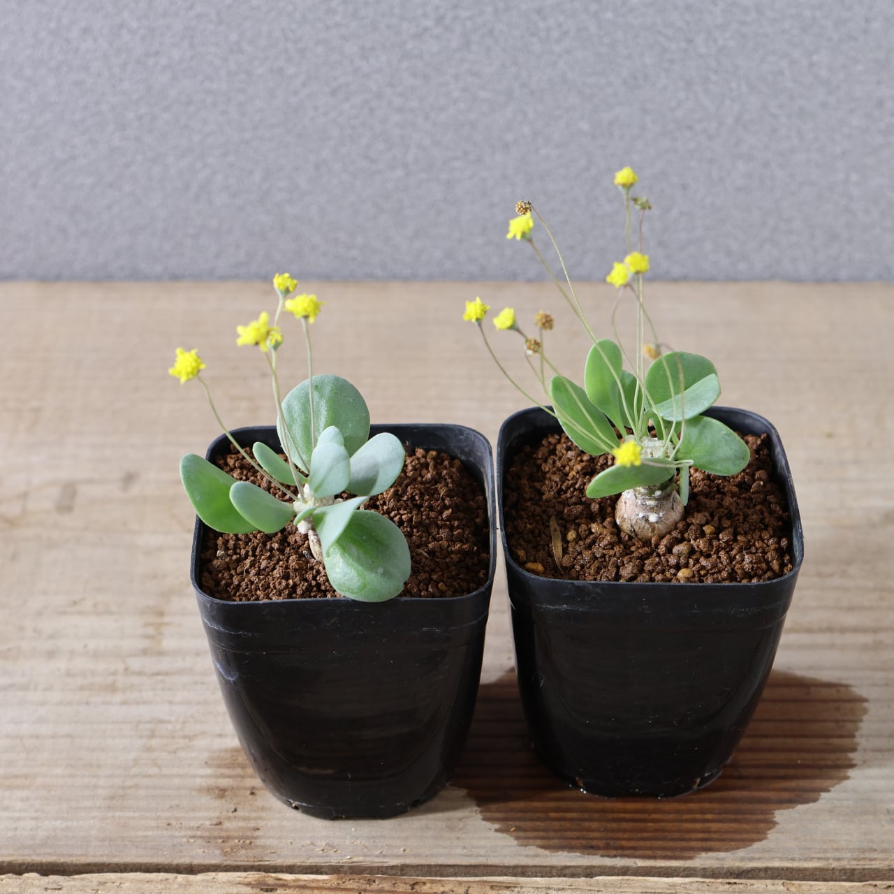 506『オトンナ ピグマエア』観葉植物【送料無料】 | MARX PLANTS