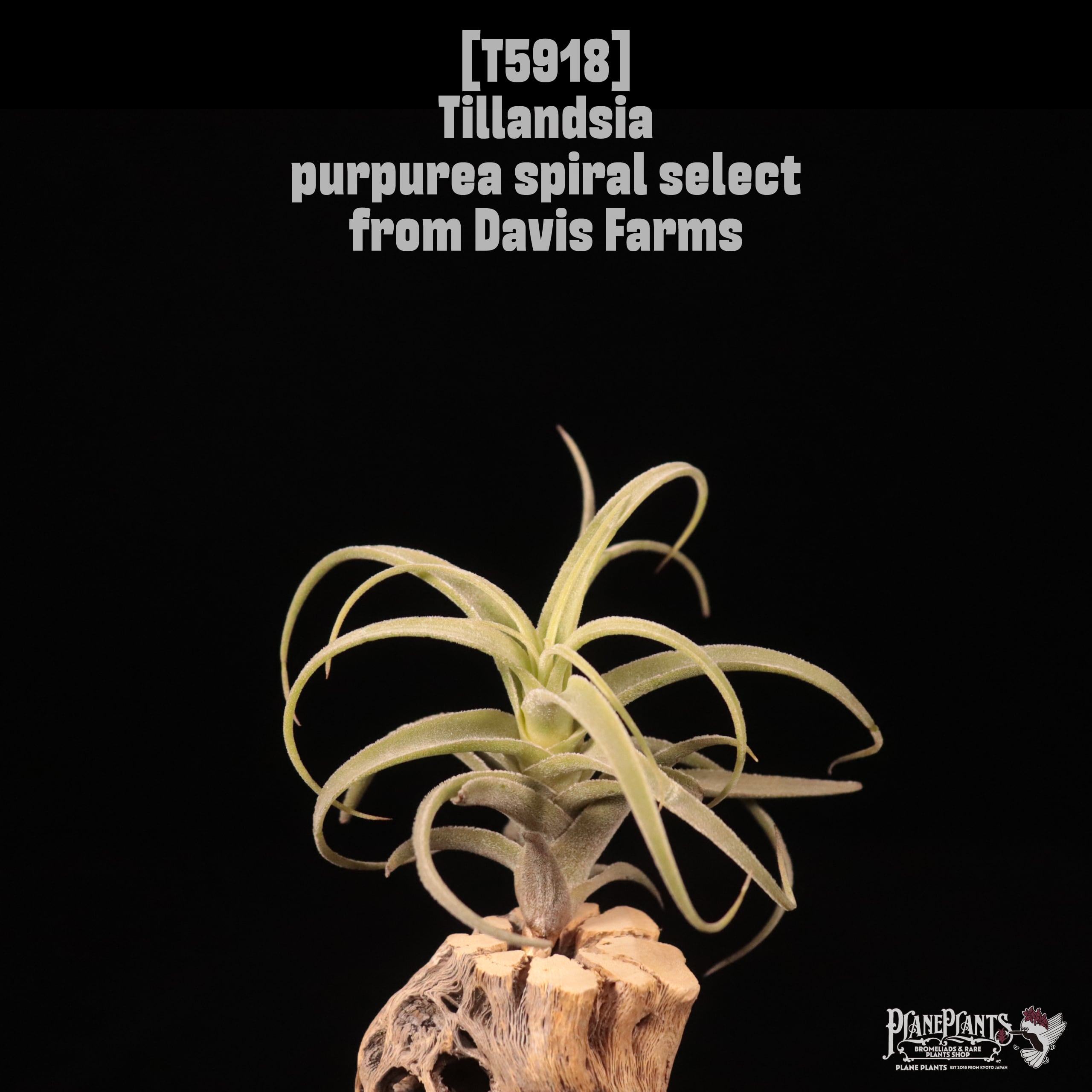 □ TILLANDSIA [AIR PLANTS] | plane plants