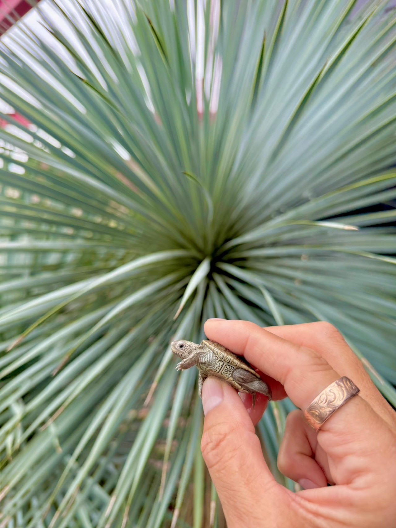 カロリナダイヤモンドバックテラピン（USA CB）❸ - 5