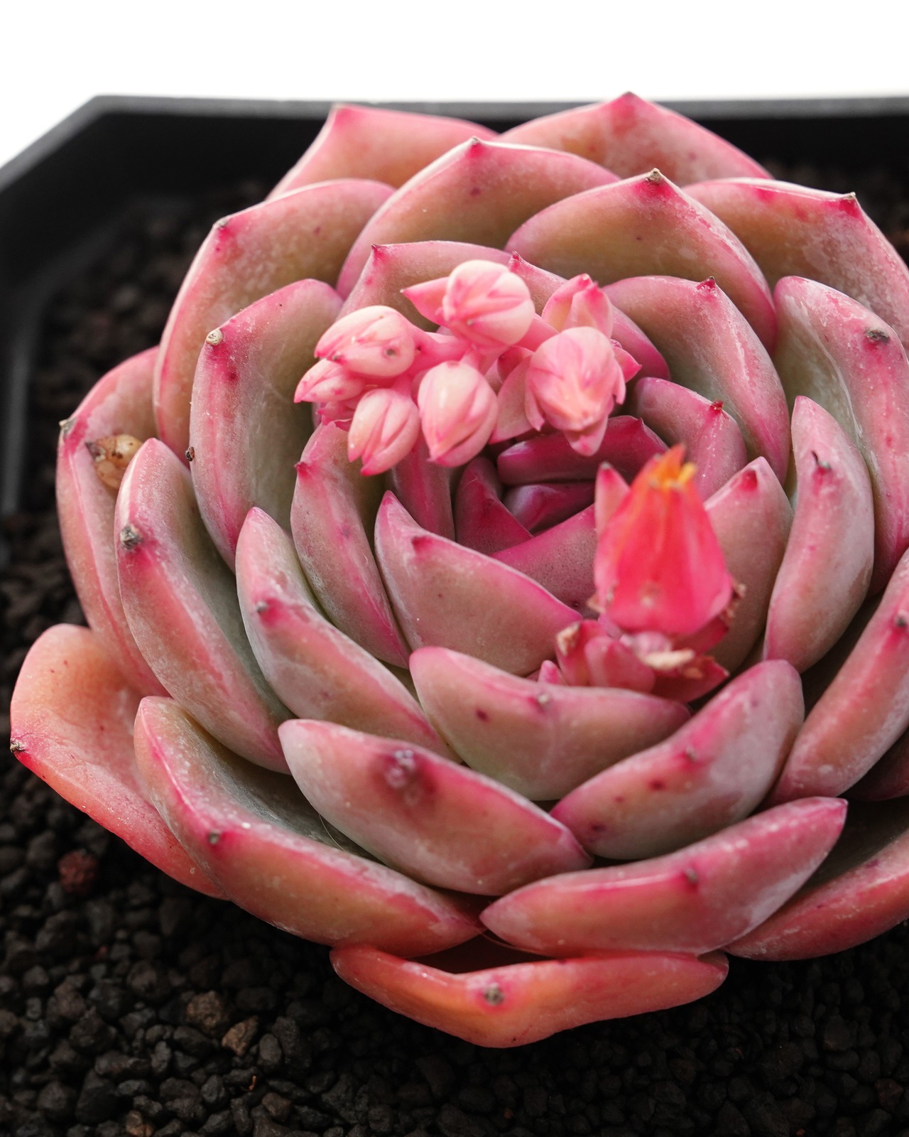カット苗 ストロベリーキャンディ Echeveria 'Strawberry Candy'