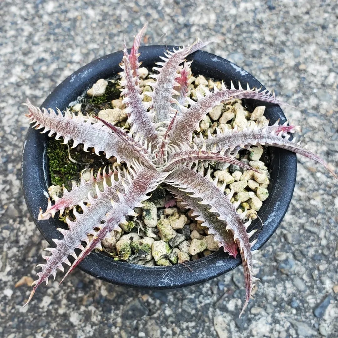 Dyckia（ディッキア） | レアプランツ通販サイトPlants Maniax