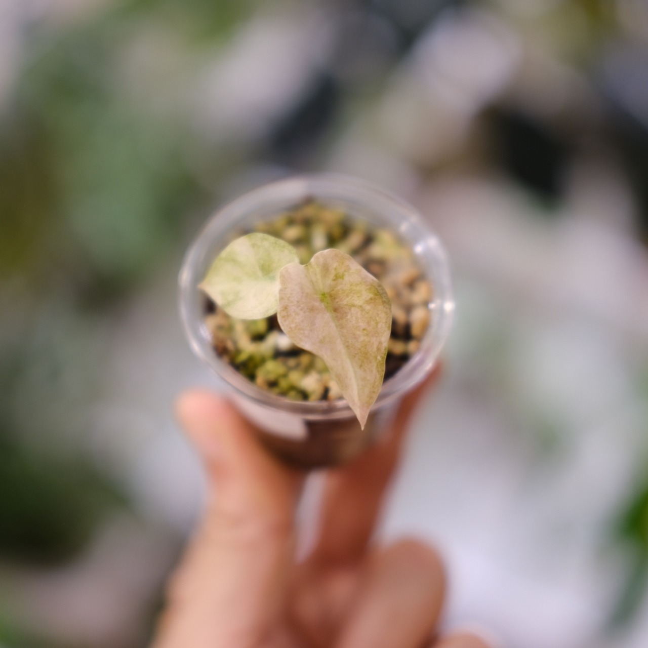 Alocasia cuprea varigated /アロカシア クプレア 斑入り