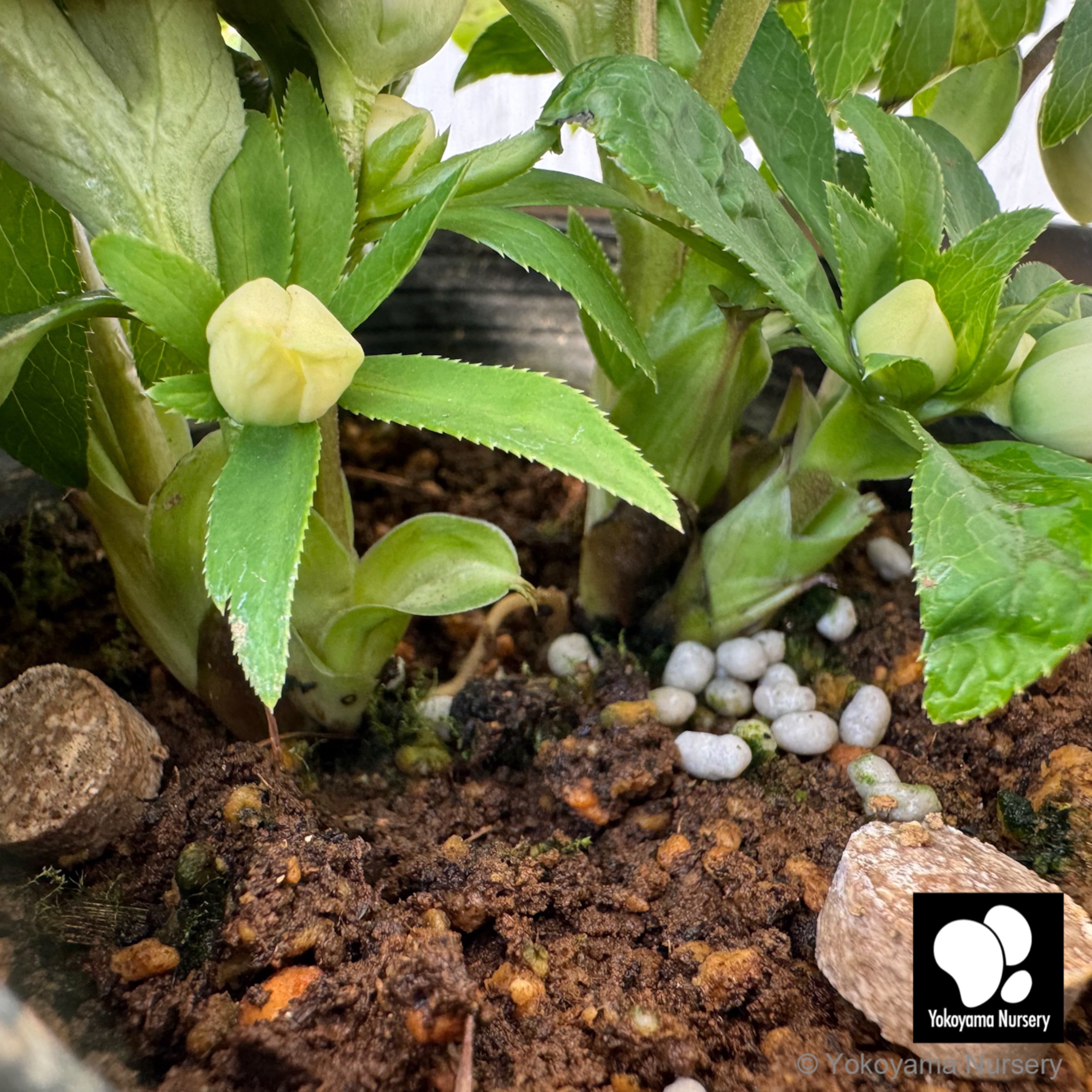 抽選販売】［19］ クリスマスローズ ベビードール ホワイト 4.5号