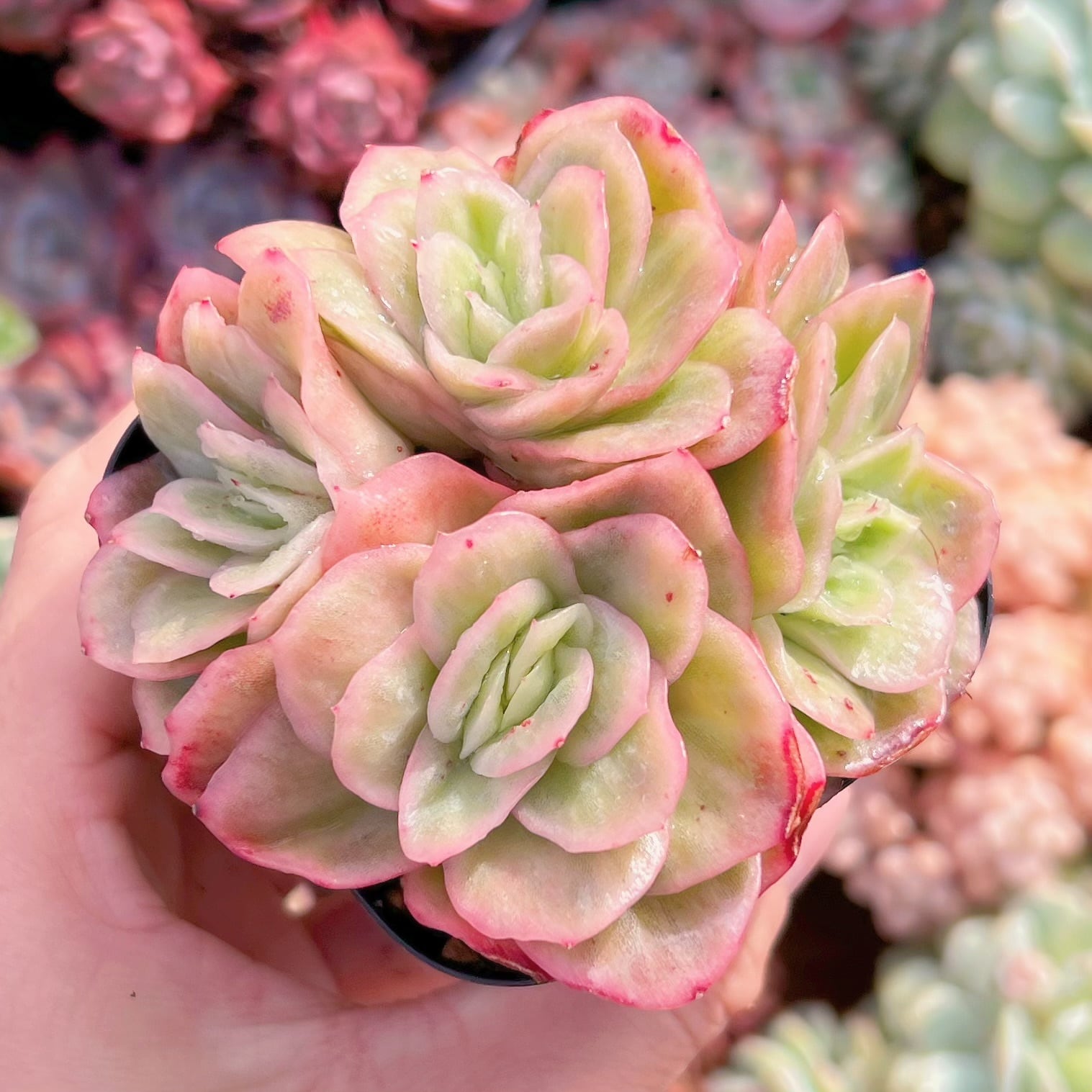 現品　アイスラブリーローズ#668　群生　るる農園