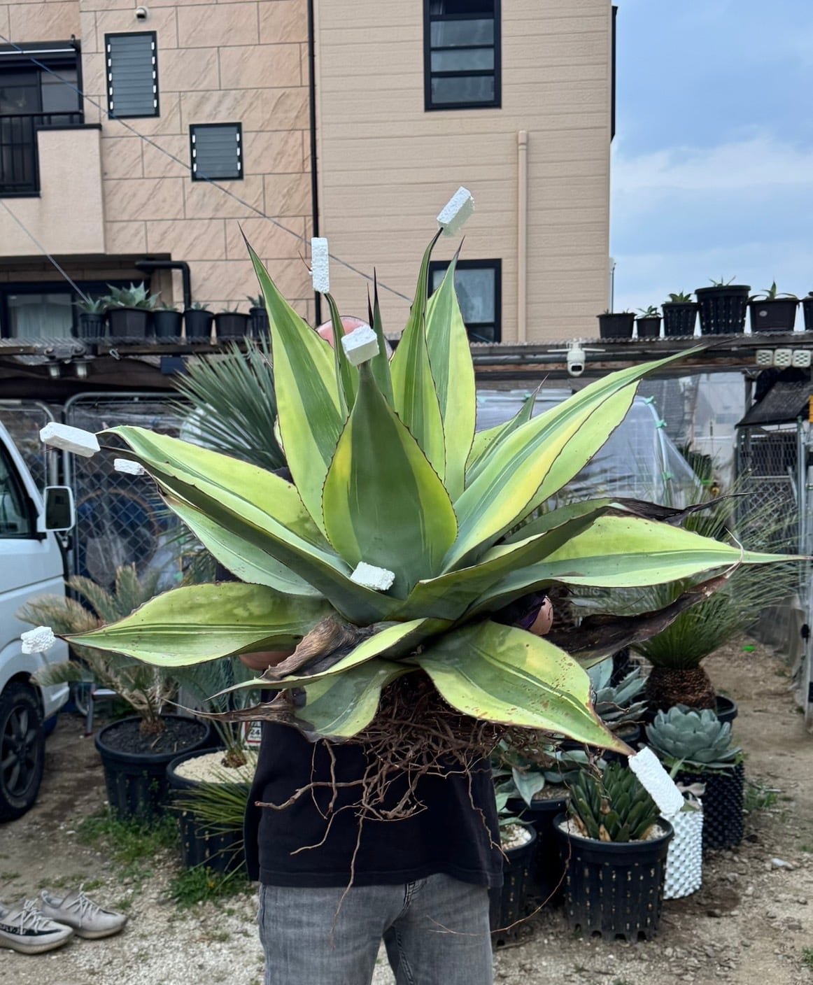 ovatifolia 'Lava Flow' オバティフォリア ラバフロー 薄斑 中斑 | PAY ID