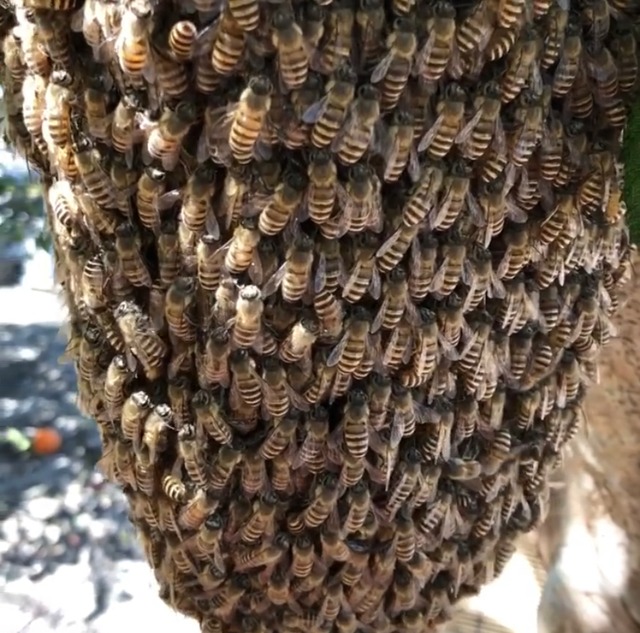 紅茶のためのはちみつ　ニホンミツバチの生はちみつ　30g