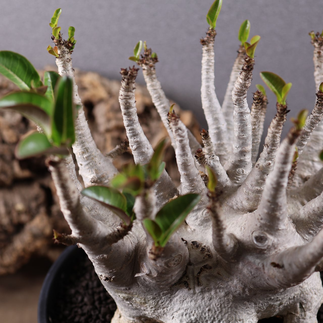 655『特大アデニウム アラビカム』観葉植物【送料無料】 | MARX PLANTS